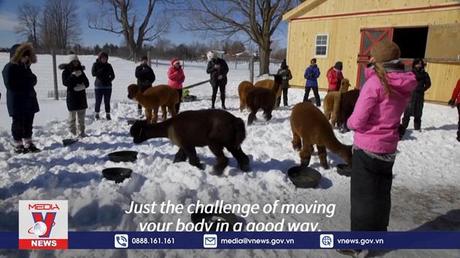 Độc đáo lớp học yoga cùng với lạc đà