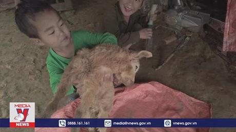 Hàng trăm gia súc bị chết rét ở vùng cao Sơn La