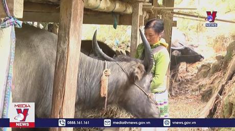 Yên Bái chủ động chống đói, rét cho đàn gia súc