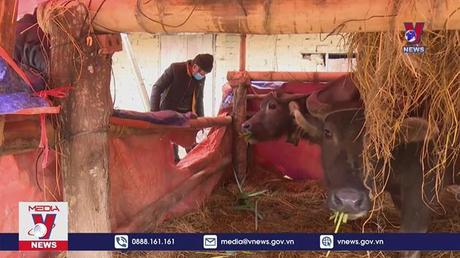 Quảng Ninh tăng cường phòng chống rét cho vật nuôi