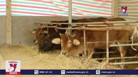 Tuyên Quang chủ động phòng chống đói, rét cho vật nuôi