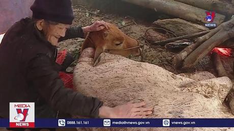 Rét đậm, rét hại gây thiệt hại về gia súc, cây cối và hoa màu