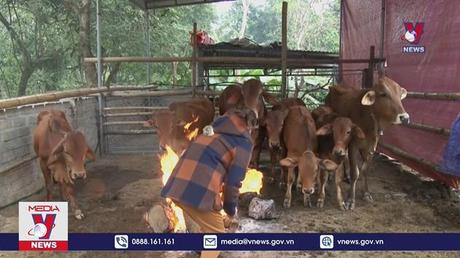 Hàng trăm con trâu, bò bị chết do rét đậm, rét hại tại Nghệ An