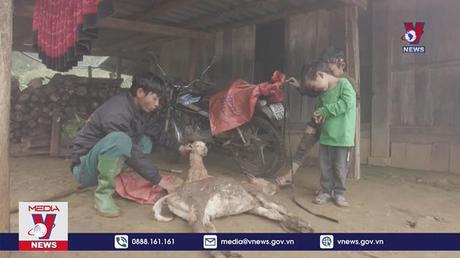 Miền Bắc rét kỷ lục, gần 1.600 gia súc chết