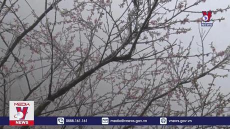 Băng giá tại Bảo Lạc, Cao Bằng làm chết 23 con trâu, bò