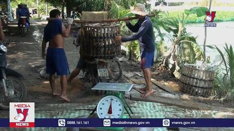 Cẩn trọng với sự tăng giá ảo của cá tra