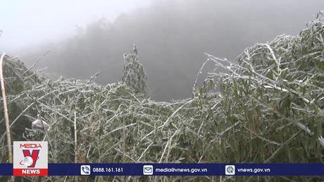 Băng giá tại Bảo Lạc, Cao Bằng làm chết 23 con trâu, bò