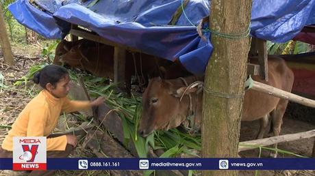 Thừa Thiên - Huế tập trung các giải pháp chống rét cho đàn gia súc