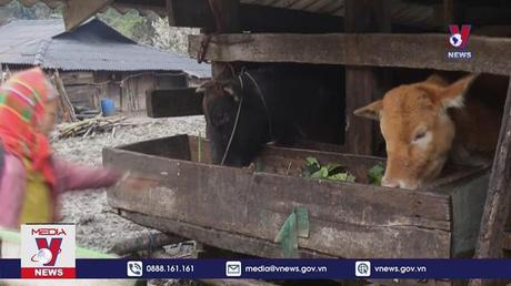 Cao Bằng có hơn 560 con trâu, bò bị chết rét