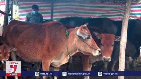 Nghệ An tăng cường chống rét, bảo vệ đàn gia súc