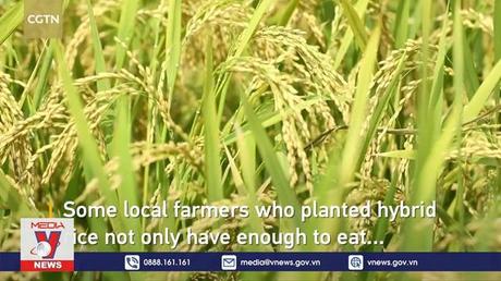 Lúa chịu mặn - giải pháp đảm bảo an ninh lương thực