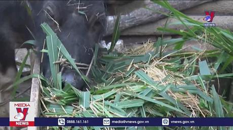 Phòng chống rét đậm, rét hại cho đàn vật nuôi 