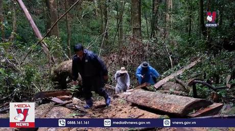 Lâm Đồng đề nghị xử lý, thuyên chuyển nhiều cán bộ do để mất rừng