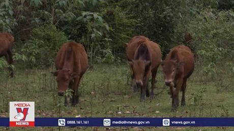 Quảng Bình tăng cường phòng chống rét cho vật nuôi