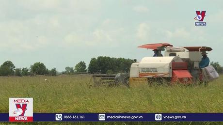 Giá gạo xuất khẩu của Việt Nam bất ngờ tăng mạnh