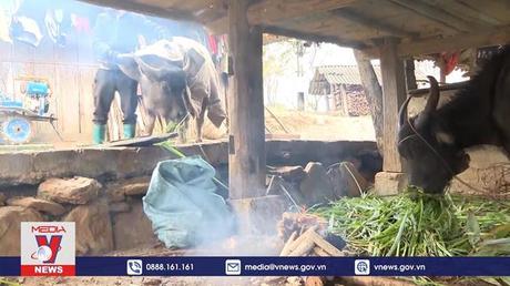 Lai Châu tăng cường các biện pháp phòng, chống rét cho đàn gia súc