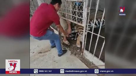 Một cơ sở tư nhân giao nộp 4 con hổ cho chính quyền
