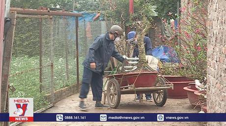 Chở thuê đào, quất sau Tết kiếm tiền triệu mỗi ngày