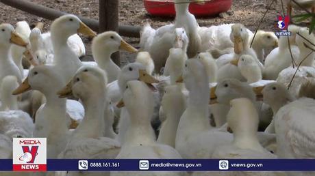 Cúm gia cầm H5N1 xuất hiện ở Đồng Nai