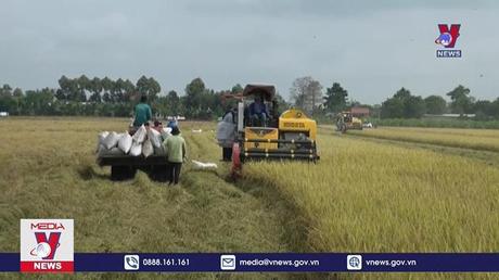 Tiền Giang khẩn trương thu hoạch lúa Đông Xuân