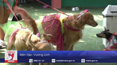 Brazil: Sôi động lễ hội Carnival cho cún cưng tại Rio de Janeiro 