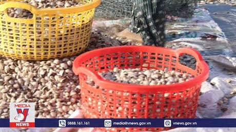 Nông dân Bến Tre chăm sóc nghêu khi vào mùa nắng nóng