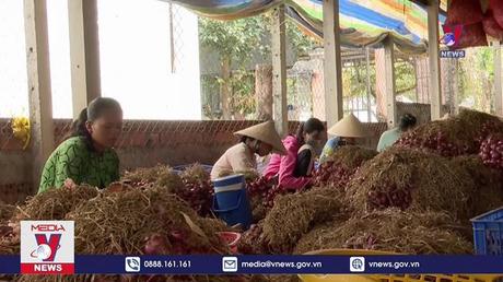 Nông dân Sóc Trăng kỳ vọng về vụ hành tím chính vụ