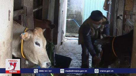 Hà Tĩnh chủ động nguồn thức ăn đảm bảo chống đói, rét cho trâu bò