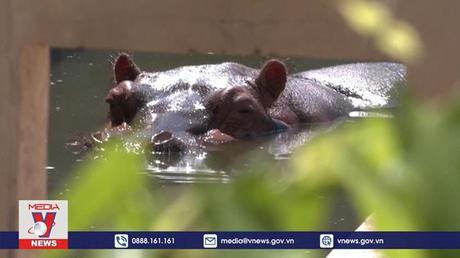 Độc đáo sinh nhật hà mã ở vườn thú Brazil