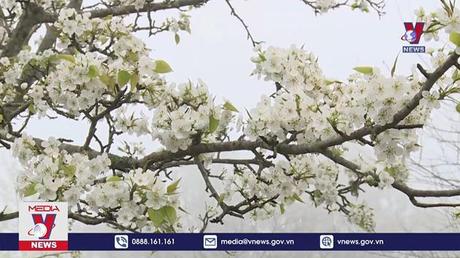 Tuyên Quang chuẩn bị tổ chức Lễ hội Hoa Lê Hồng Thái