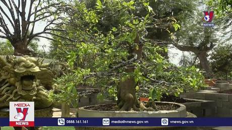 Bộ sưu tập 10 cây mai vàng đạt kỷ lục thế giới