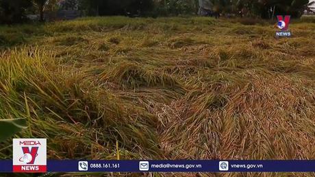 Mưa trái mùa làm thiệt hại lúa Đông Xuân tại Hậu Giang

