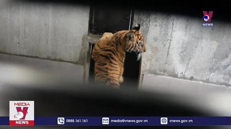 VQG Phong Nha – Kẻ Bàng sẽ nhận 7 con hổ Đông Dương