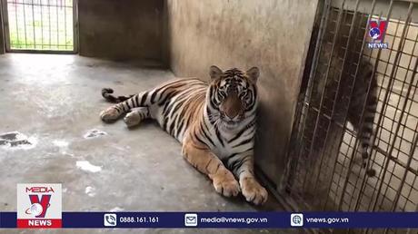 Nghệ An chuyển 8 cá thể hổ Đông Dương cho Vườn thú Hà Nội