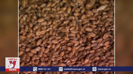 Ukraine siết chặt xuất khẩu nông sản thiết yếu