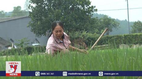 Phong trào phụ nữ phát triển kinh tế ở huyện Than Uyên