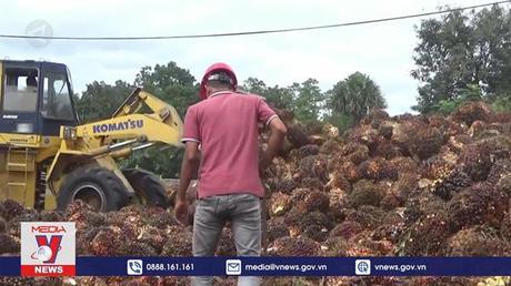 Indonesia tiếp tục siết chặt xuất khẩu dầu cọ