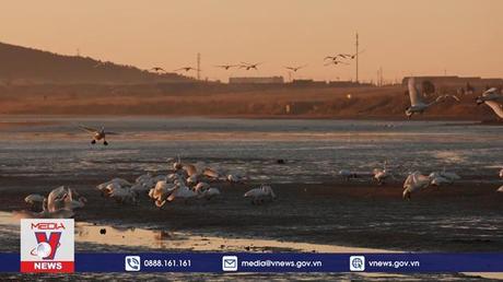 Khi đàn chim trở về