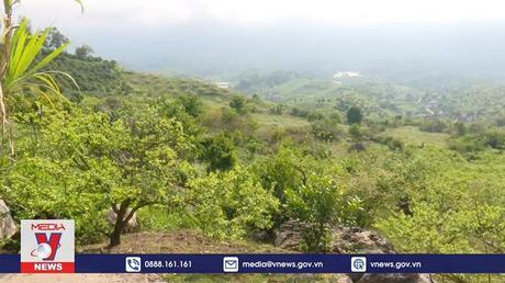 Mùa mận sớm trên cao nguyên Mộc Châu