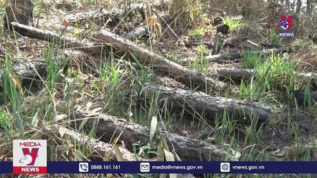 Chôn rừng thông để lấn đất lâm nghiệp ở Lâm Đồng 