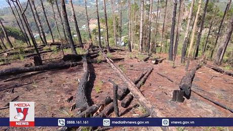 Chôn rừng thông để lấn đất lâm nghiệp ở Lâm Đồng