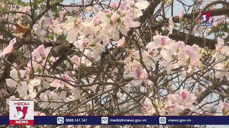 Sơn La mùa hoa ban khoe sắc 