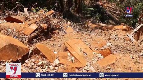Phát hiện một vụ phá rừng tại Kon Tum 