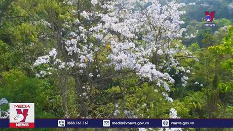 Khai mạc Lễ hội Hoa ban Điện Biên