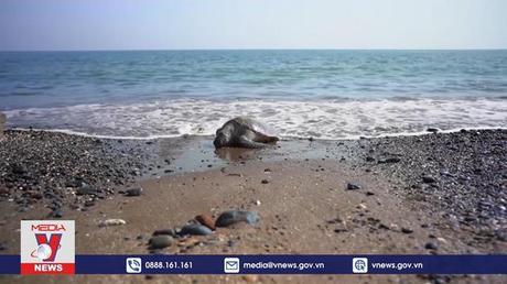 Liên hợp quốc khởi động đàm phán Công ước về đa dạng sinh học