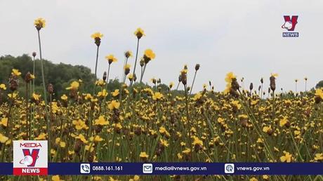 Rực rỡ sắc hoa Hoàng đầu ấn ở VQG Tràm Chim 