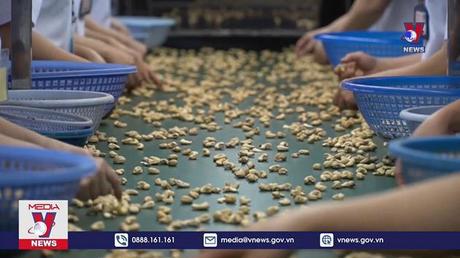 5 Bộ vào cuộc vụ xuất khẩu điều có nguy cơ bị lừa đảo