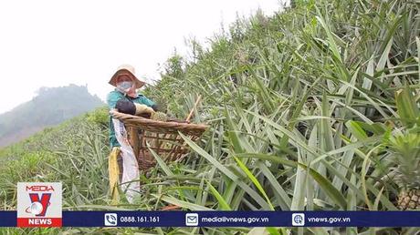 Lào Cai tập trung “gỡ khó” cho người trồng dứa ở Bản Lầu