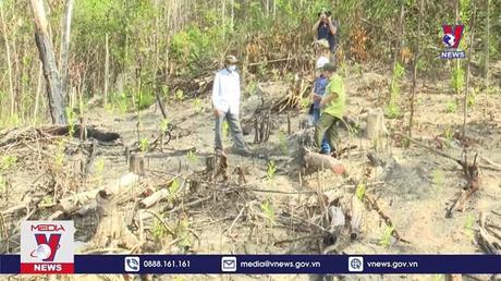 Phú Yên khởi tố thêm 16 bị can trong vụ phá rừng ở huyện Sơn Hòa