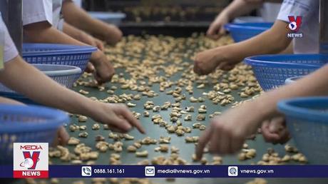 Doanh nghiệp xuất khẩu điều sang Italy có thể mất trắng 162 tỷ đồng